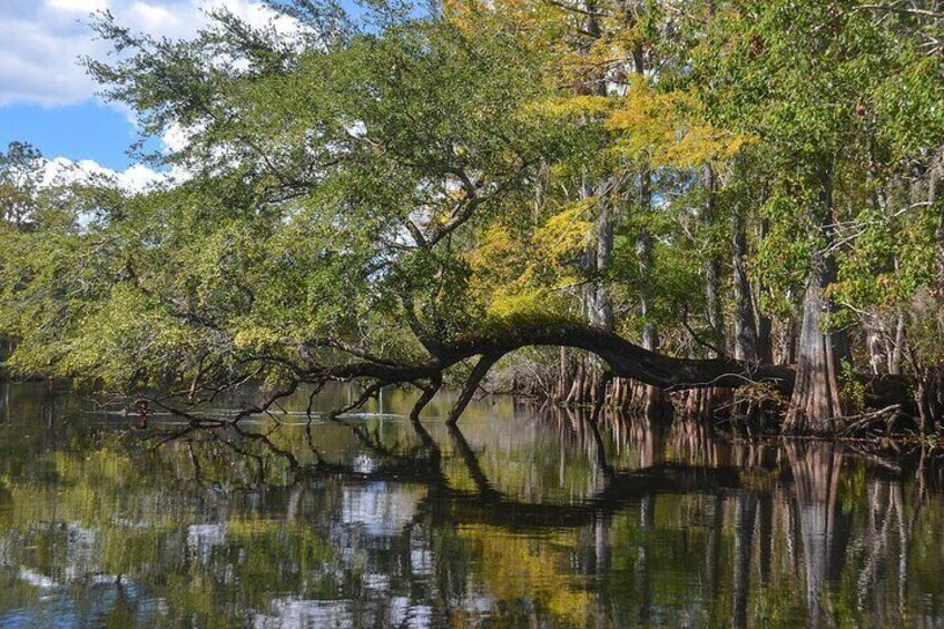 Withlacoochee River Cruises!