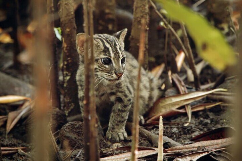 Explore Wild Wonders of Yala