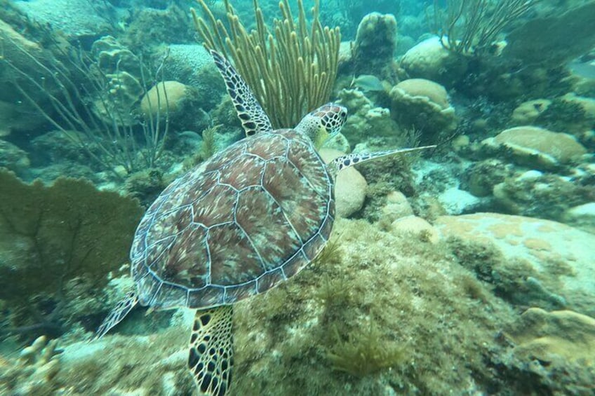 Original Snorkel and Sandbar Combo in Islamorada