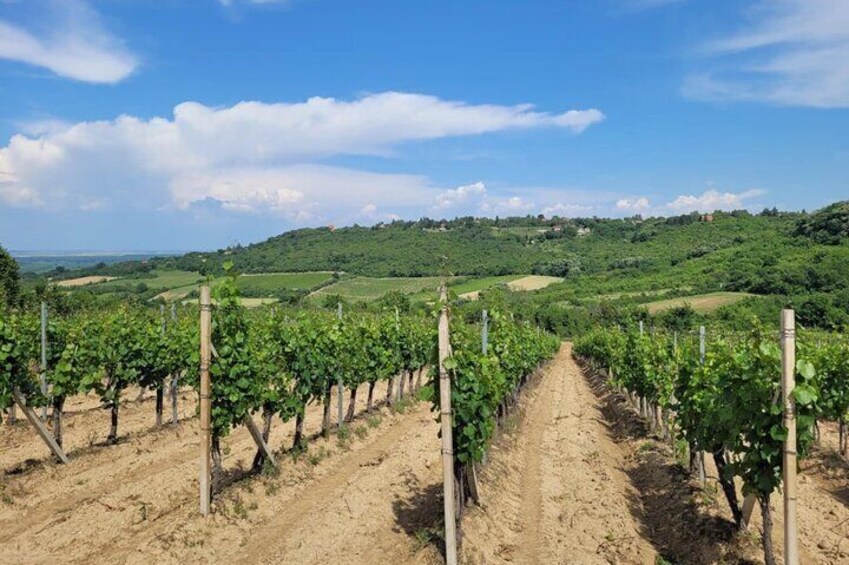 Sremski Karlovci Tour A Journey Through Vineyards and Winery 