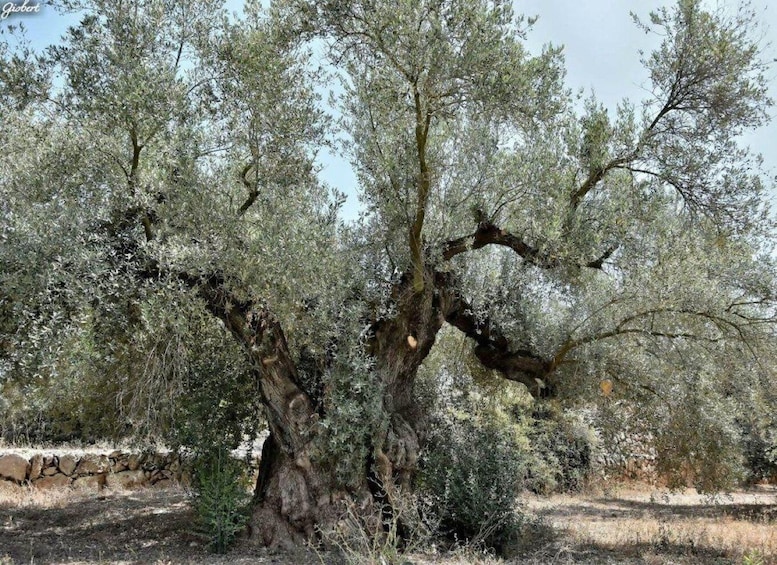 Picture 2 for Activity Ulldecona: Guided Tour of the Millenary Olive Trees of Arión