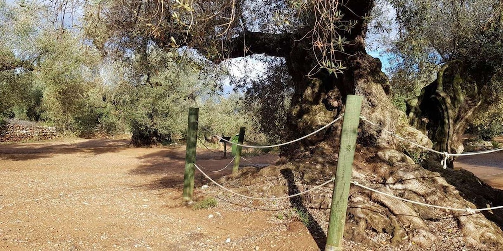 Ulldecona: Guided Tour of the Millenary Olive Trees of Arión