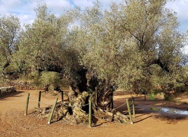 Ulldecona: Guided Tour of the Millenary Olive Trees of Arión