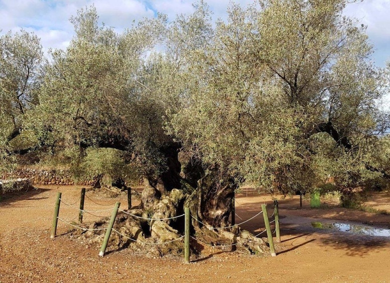 Picture 5 for Activity Ulldecona: Guided Tour of the Millenary Olive Trees of Arión