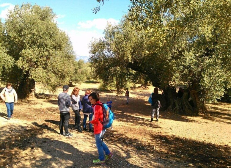 Picture 4 for Activity Ulldecona: Guided Tour of the Millenary Olive Trees of Arión