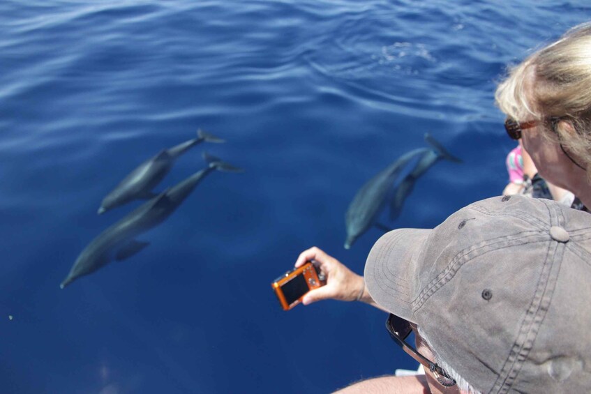 Picture 3 for Activity Los Gigantes: Whale-watching cruise or dolphin tour and swimming in Masca