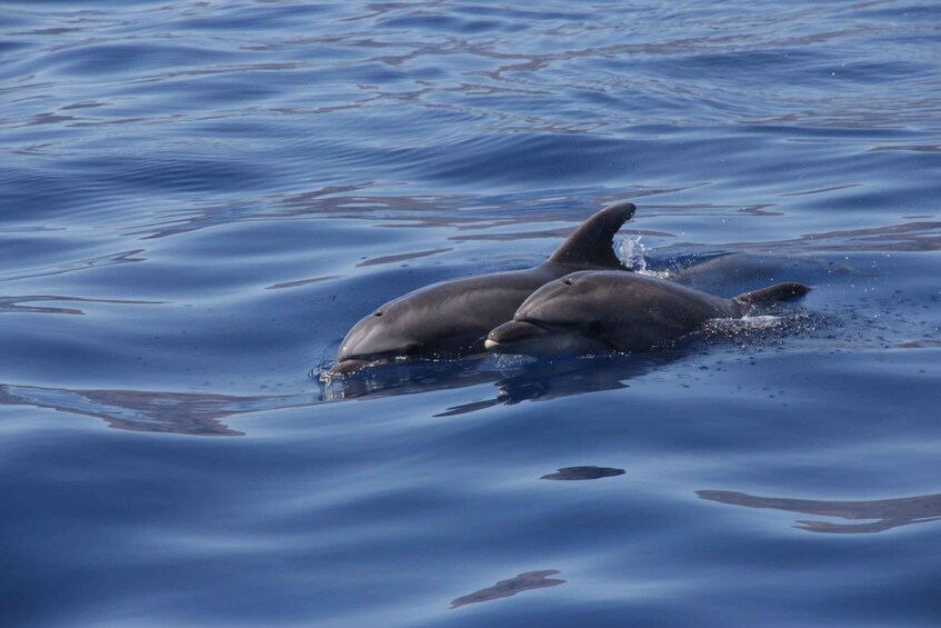 Picture 4 for Activity Los Gigantes: Whale-watching cruise or dolphin tour and swimming in Masca