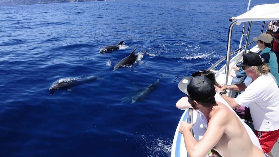 Los Gigantes: Whale-watching cruise or dolphin tour and swimming in Masca