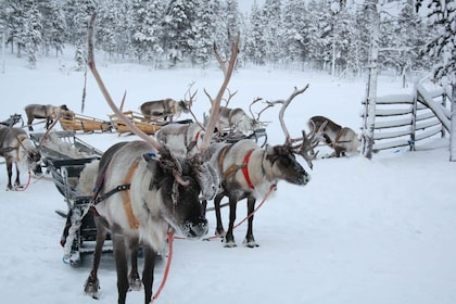 Saariselkä: Northern Lights & Reindeer Sledding Tour