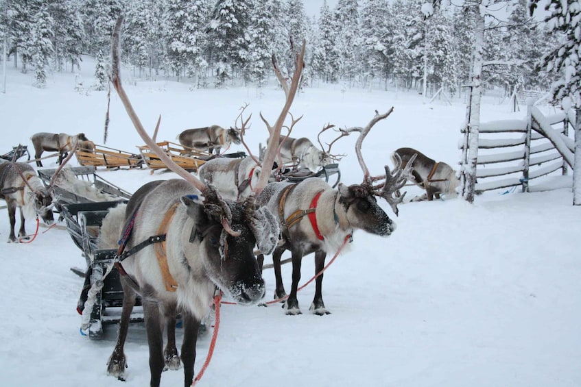 Saariselkä: Northern Lights & Reindeer Sledding Tour