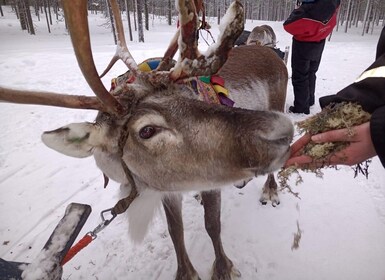 Saariselkä: Northern Lights & Reindeer Sledding Tour