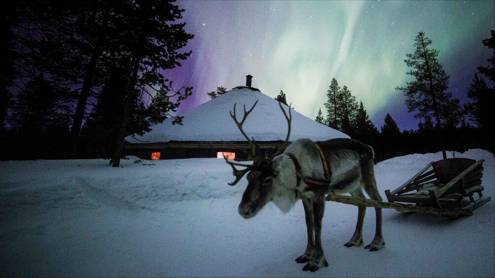 Picture 3 for Activity Saariselkä: Northern Lights & Reindeer Sledding Tour