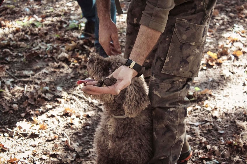 Picture 6 for Activity Truffle Festival: Truffle Hunting & Cooking Class