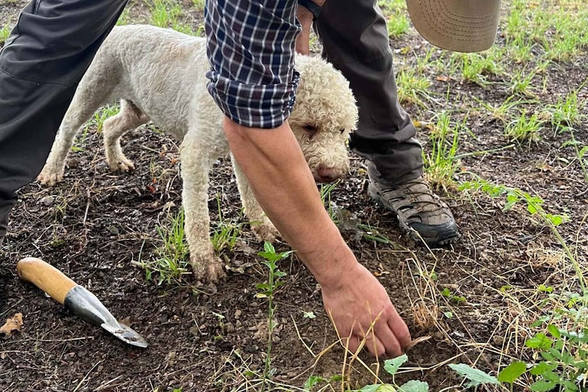 Picture 4 for Activity Truffle Festival: Truffle Hunting & Cooking Class