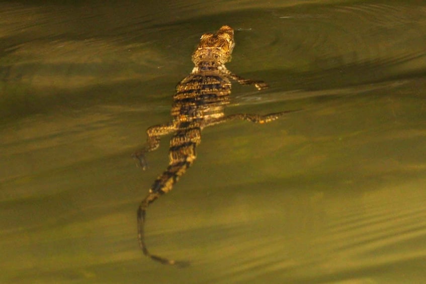 Picture 1 for Activity From Cancun: Kantemó Snake Cavern Adventure