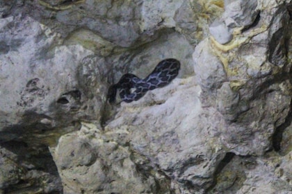 From Cancun: Kantemó Snake Cavern Adventure