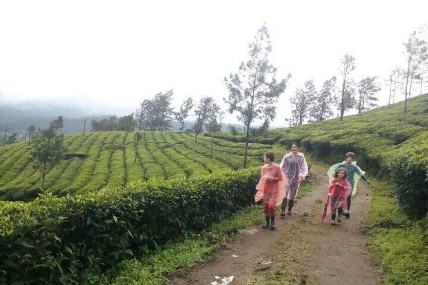Tea plantation walk with Visit of Historical ,village & Market