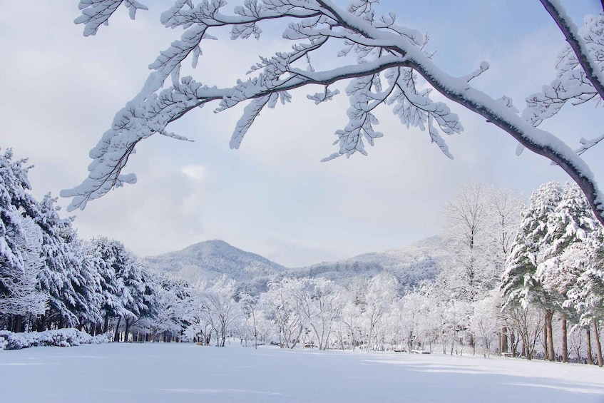 Picture 4 for Activity Seoul: Eobi Ice Valley & Nami Island & Railbike (opt.Garden)