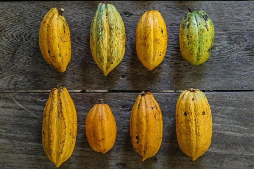 Kamananui Cacao Orchard Tour