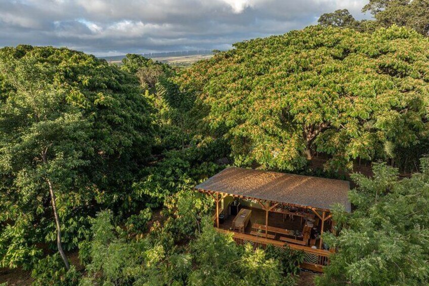 Kamananui Cacao Orchard Tour