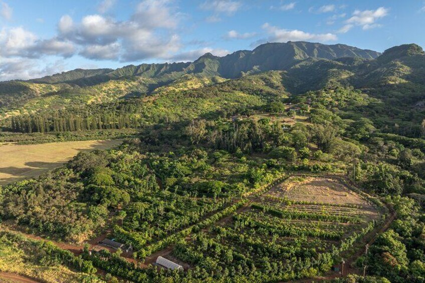 Kamananui Cacao Orchard Tour