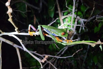 Tour notturno di 2 ore al Tortuguero