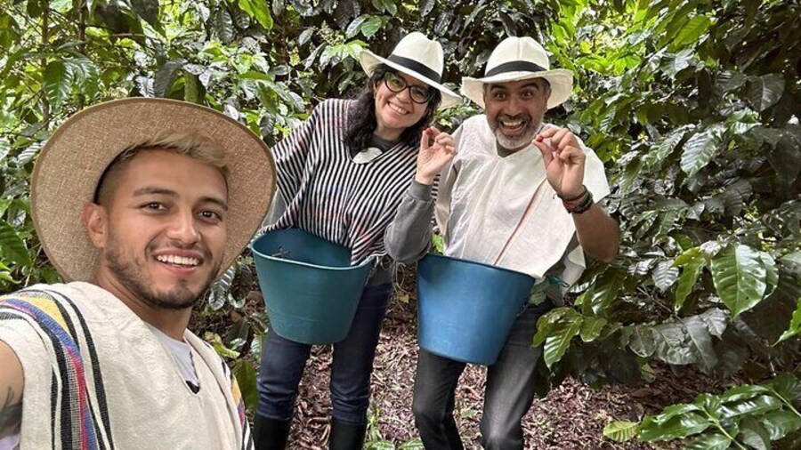 coffee bean harvesting