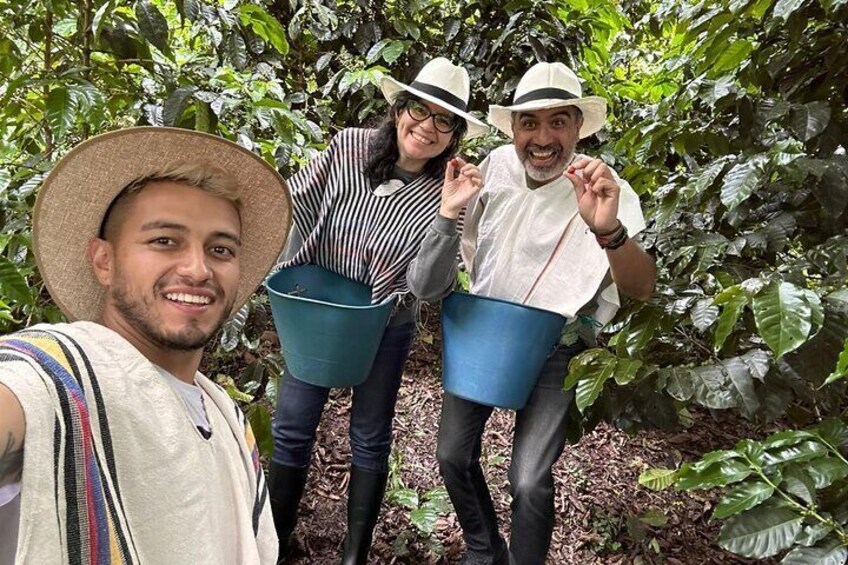 coffee bean harvesting