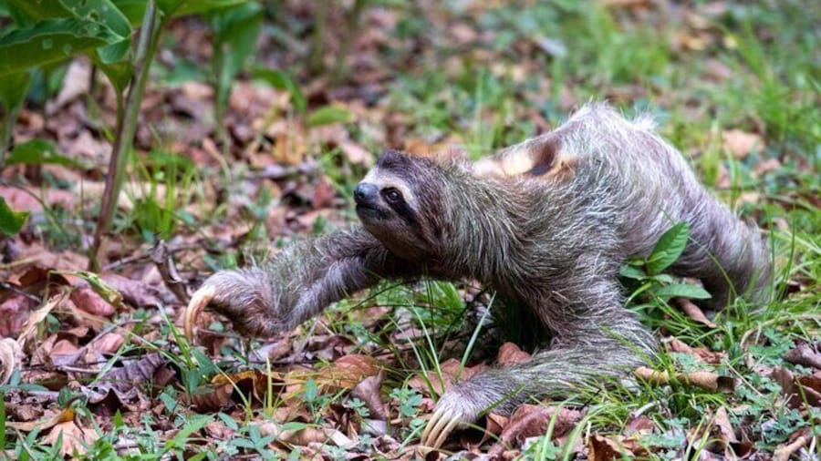 Sloths and Monkeys Roatan Island and Beach Break Private