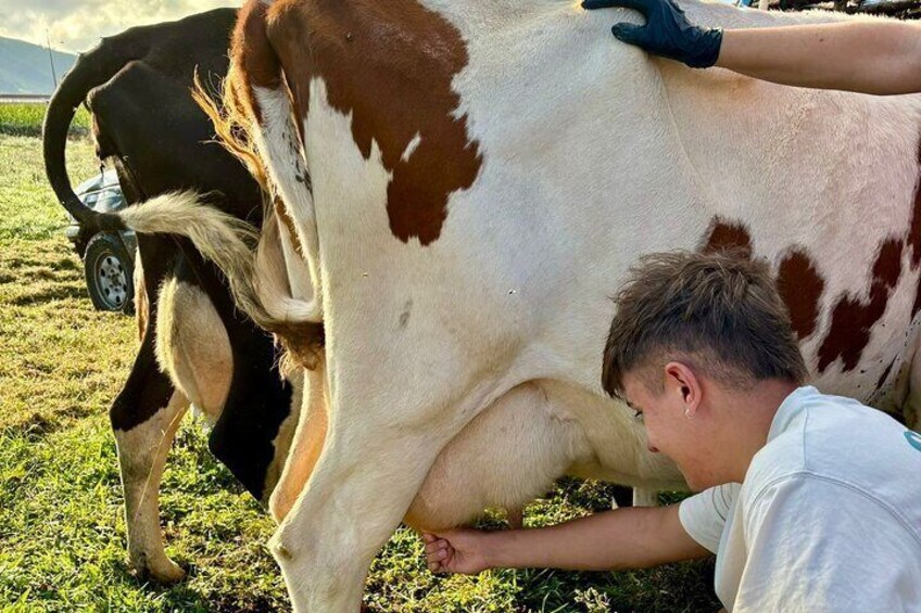 Ilha Terceira Unforgettable Milk and Cheese Experience