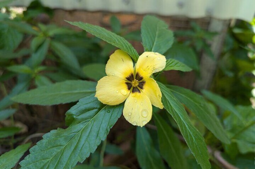 Exotic flowers in beautiful tropical gardens