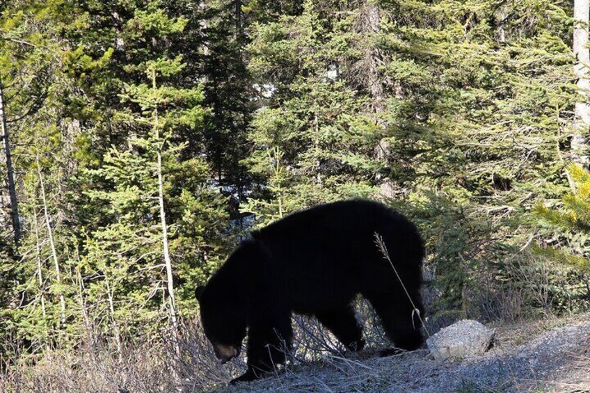 Private Banff 1 Day Tour