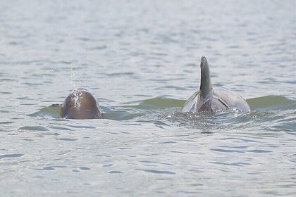 Dolphin and Wildlife Tour at Indian River Shores