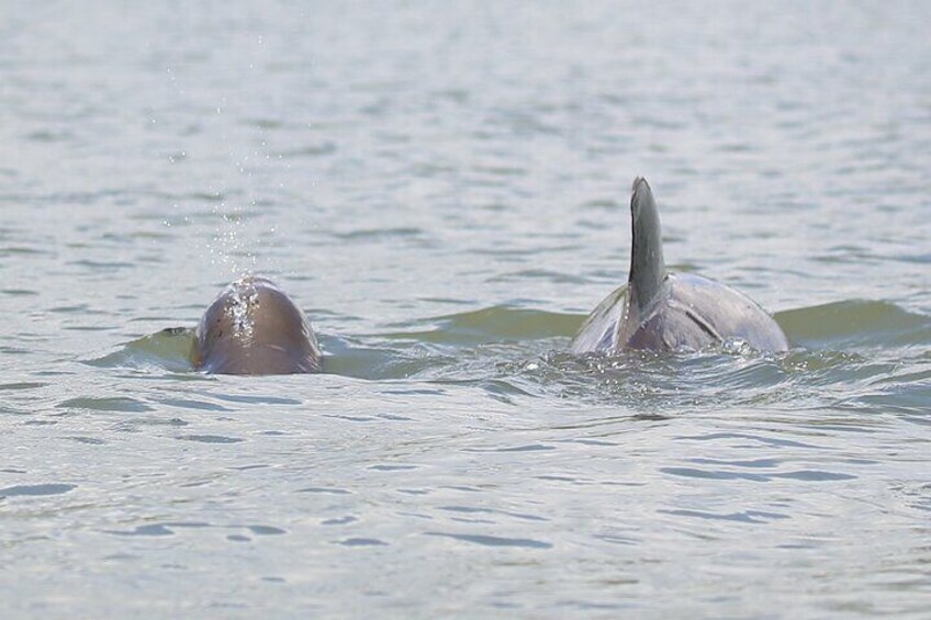 Momma and baby dolphin