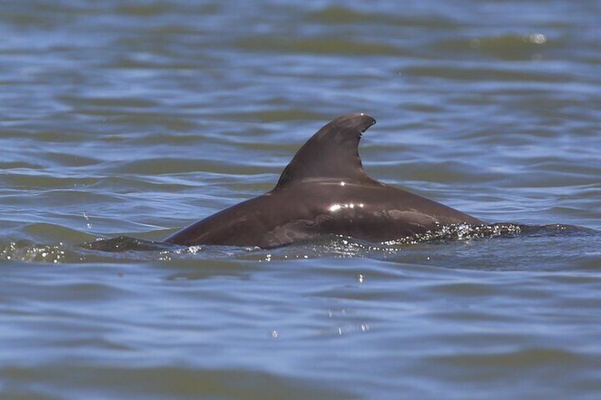 Baby dolphin!