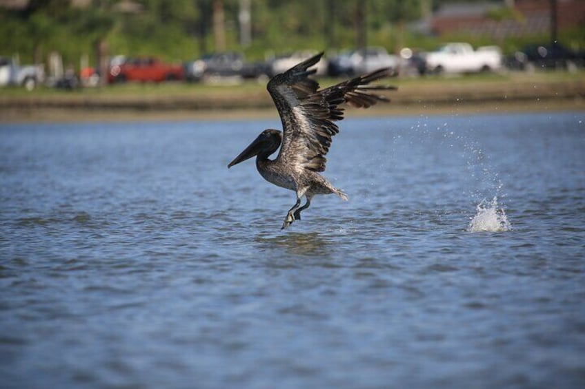 Beautiful pelican about to land