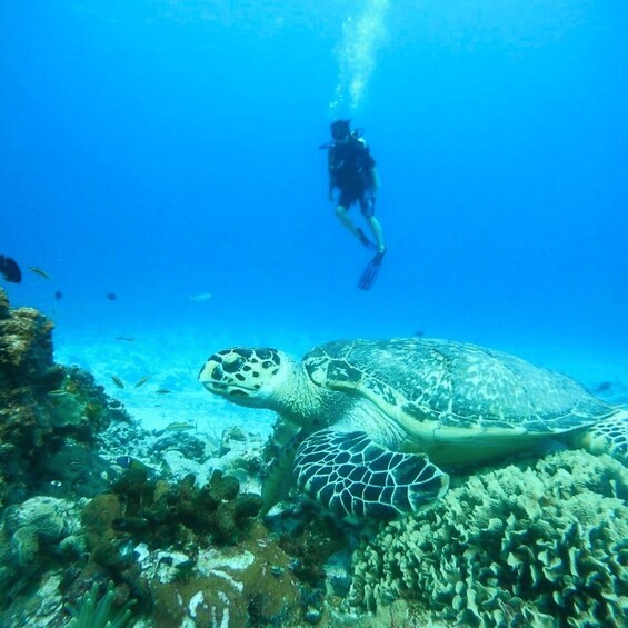 Picture 1 for Activity Cozumel El Cielo