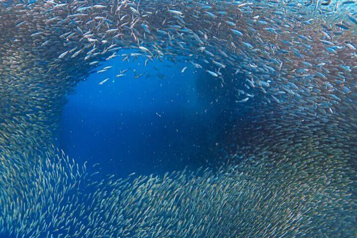 Moalboal Sardines and Turtle with Canyoneering in Kawasan Falls