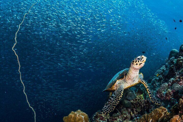 Moalboal Sardines and Turtle with Canyoneering in Kawasan Falls