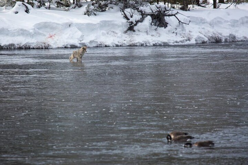 Coyotes are often-forgotten animals in the park, but they are brilliantly clever which likely helped them escape exinction in the early 1900s when even larger predators were eradicated.