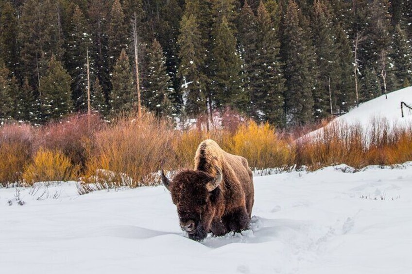 Bison's thick, insulated coats keep them warm in the winter. In temperatures that regularly reach sub-zero, these wooly animals dig deep in the snow to forage for grasses.