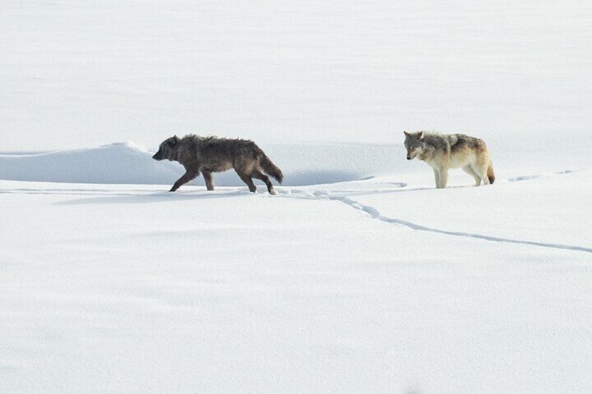 Yellowstone is the best place in the world to watch wolves. This winter tour focuses on viewing and learning about the park's wolves, as well as other wildlife including bison, moose, elk, and more. 