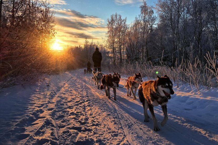 Mushing in November -- Low golden sunlight.