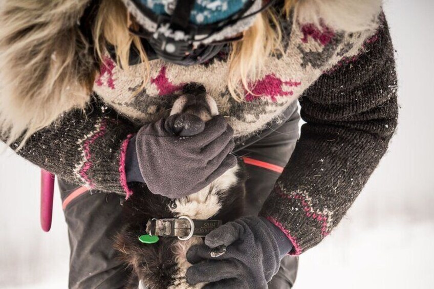 Full Day "Drive Your Own Dog Team" Dog Sledding Tour