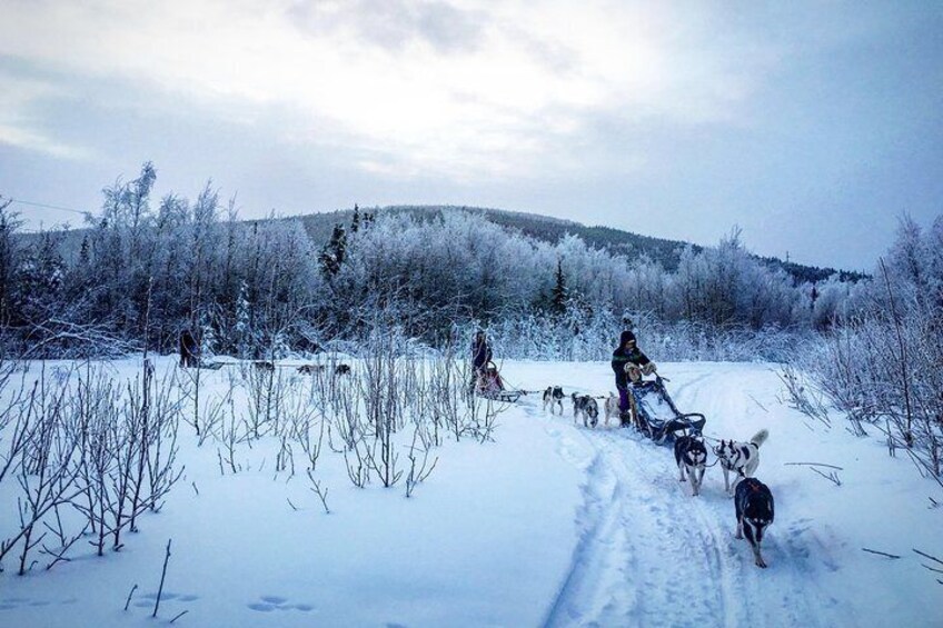 A family driving their own dog teams.