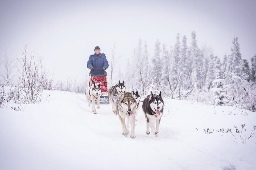 Full Day "Drive Your Own Dog Team" Dog Sledding Tour