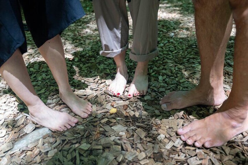 Private Barefoot Forest Experience with a Researcher