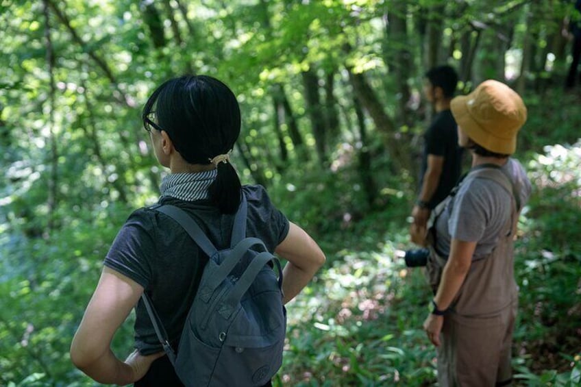 Feel the wind and the sounds of the forest