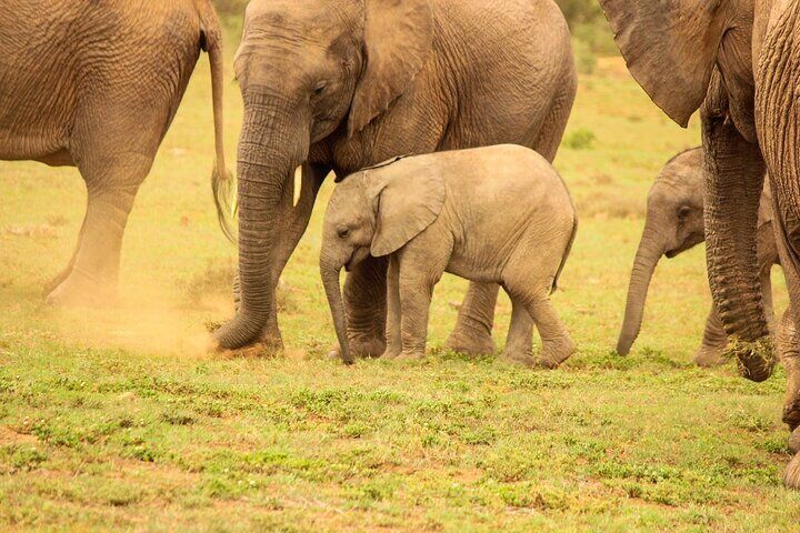 Private Group Addo Full-Day Safari with Traditional BBQ Lunch