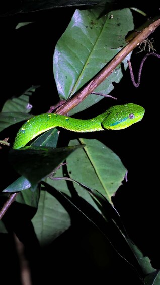 Picture 4 for Activity Monteverde: Private Night Walk with Wildlife Encounters